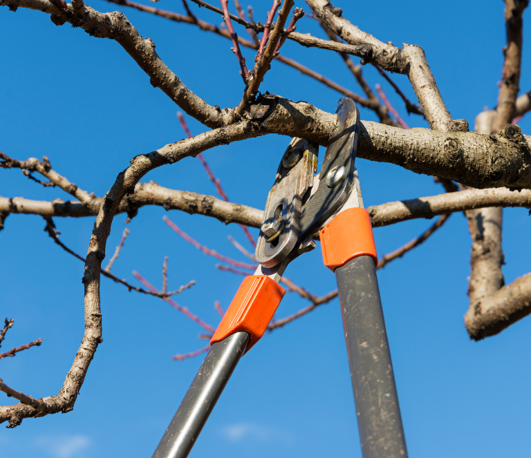 Waldpflege Weststeiermark